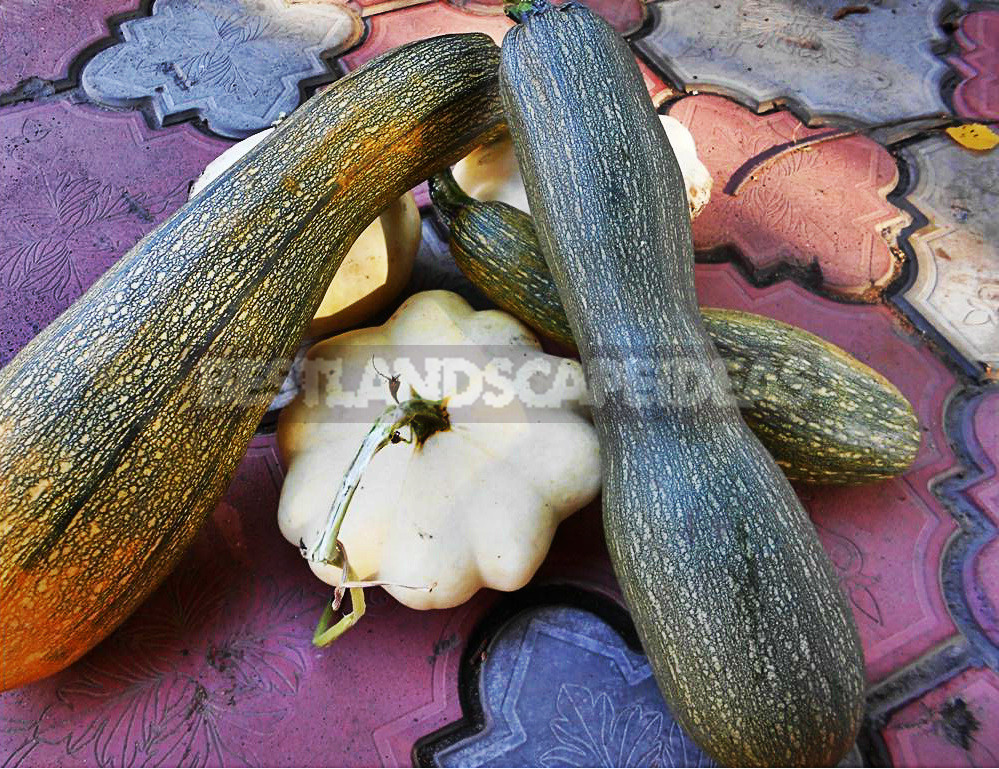 How To Plant And Care For Zucchini
