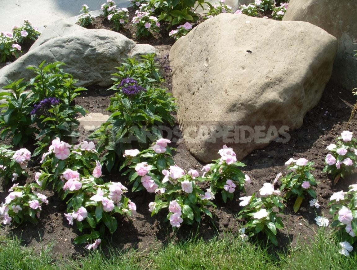 Vinca Rosea is an Evergreen Decoration for Your Garden