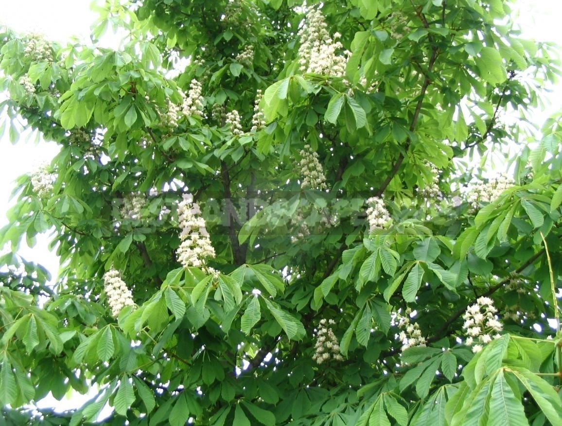 Aesculus - Decorative Healing Tree