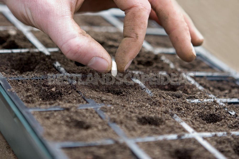 How To Plant And Care For Echinacea