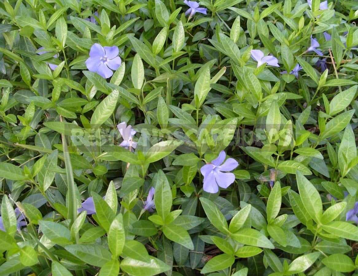 Flower Perennials for Shady Flower Garden