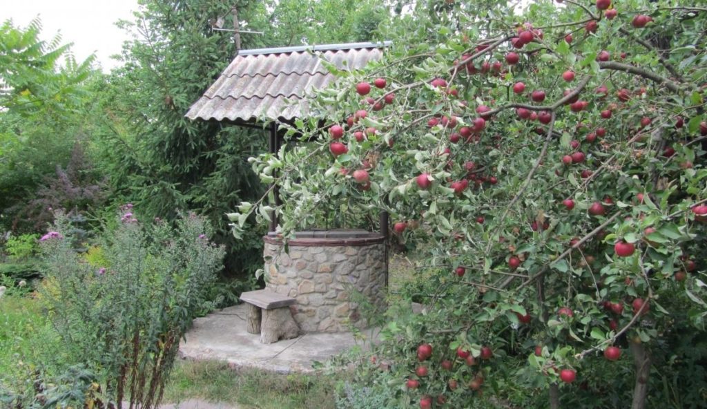 How to Save the Harvest of Pears and Apples