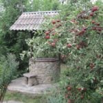 How to Save the Harvest of Pears and Apples