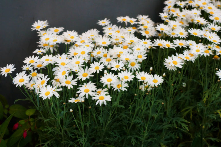 TOP 8 Popular Garden Flowers Best Landscape Ideas