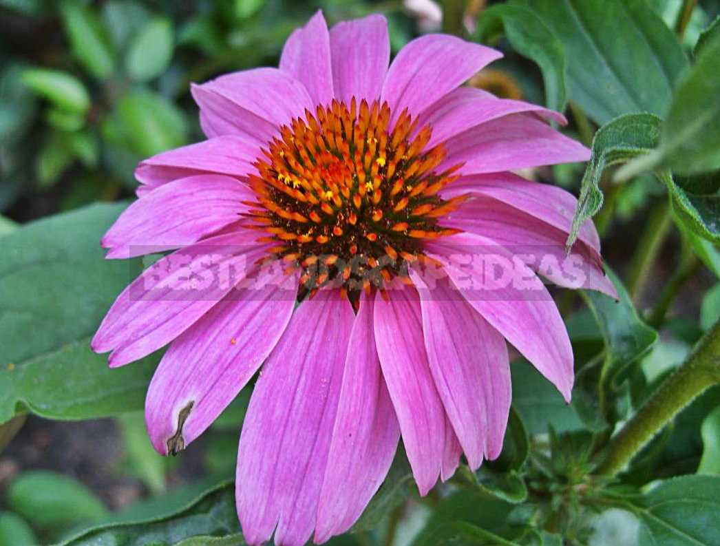 Echinacea Purpurea - Luxurious and Useful Plant