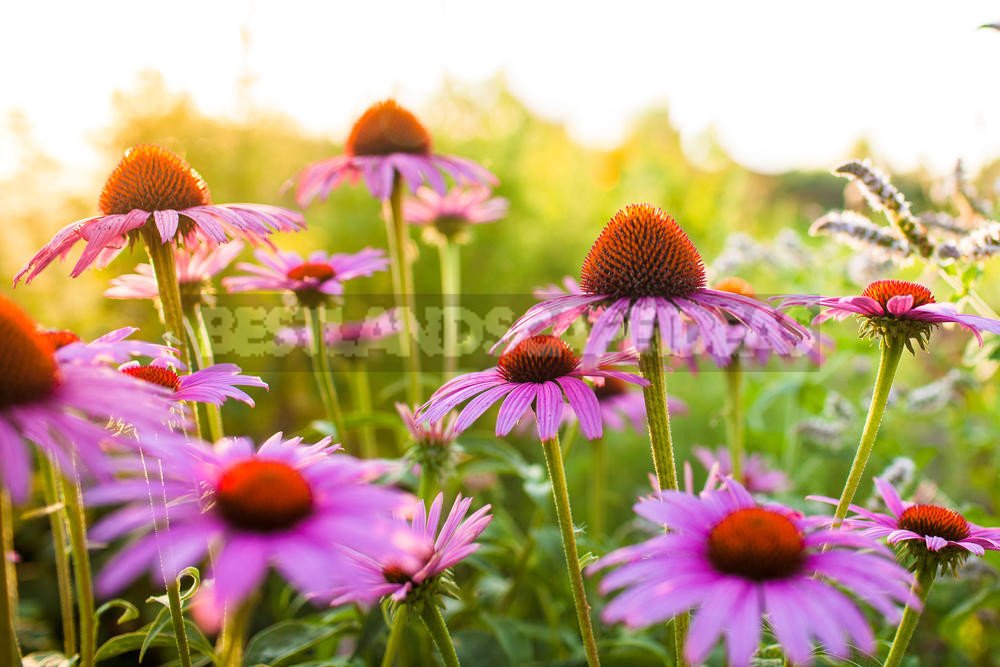 How To Plant And Care For Echinacea