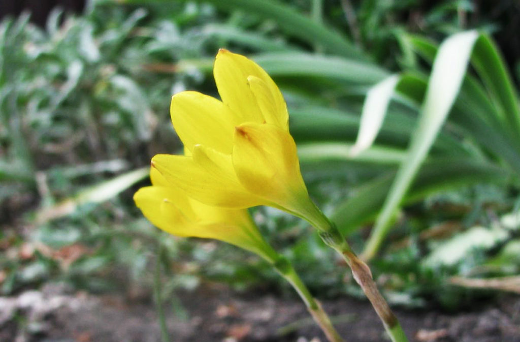 Thanks to Zephyranthes There Will Always be Spring in the Your Flower Bed