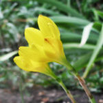 Thanks to Zephyranthes There Will Always be Spring in the Your Flower Bed