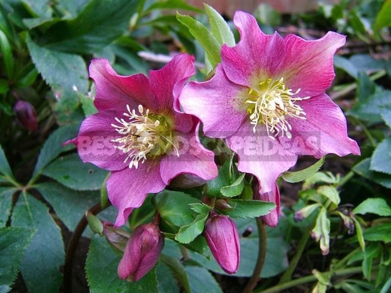 How To Plant And Care For Hellebore