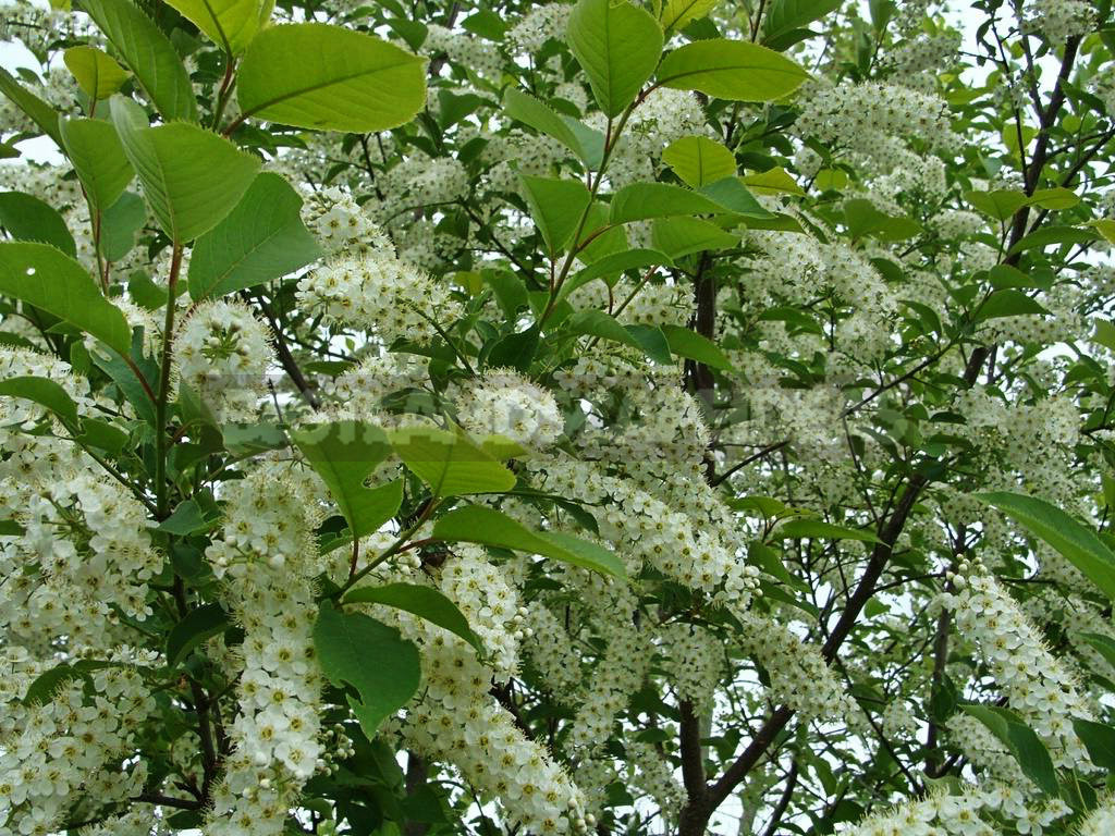 How To Plant And Care For Prunus Padus