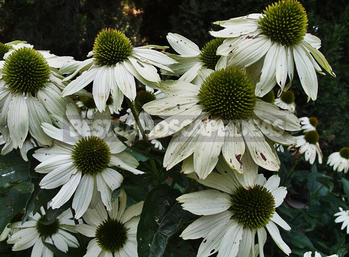 Echinacea Purpurea - Luxurious and Useful Plant