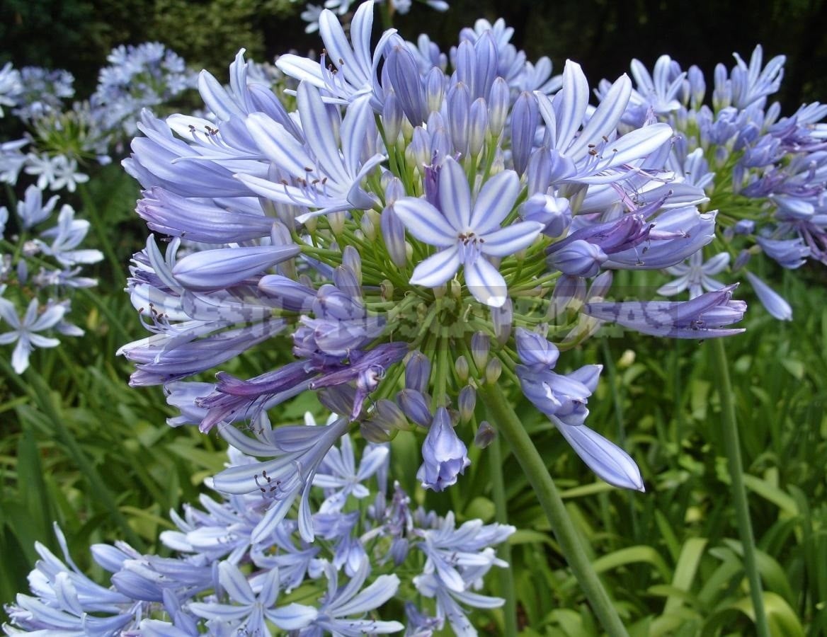 Agapanthus - Flower of Heavenly Purity