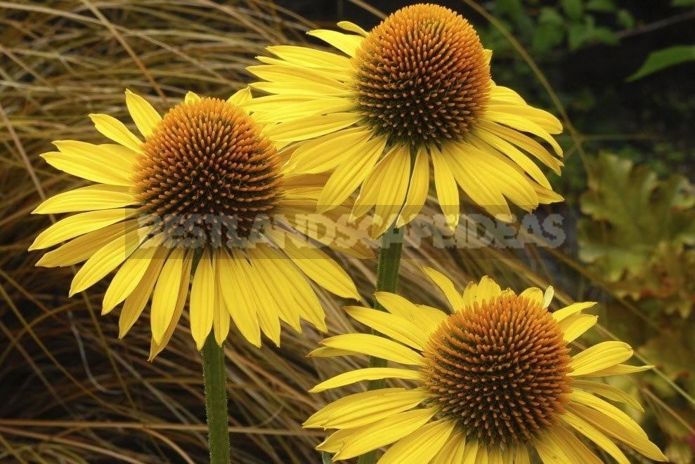 How To Plant And Care For Echinacea