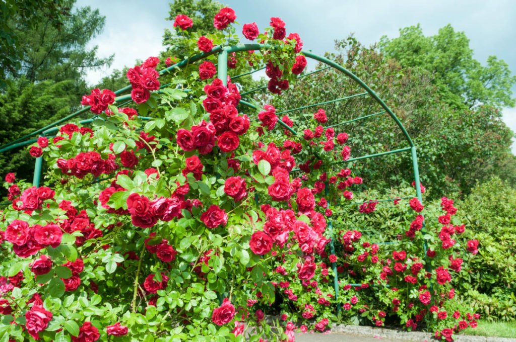 TOP 8 Popular Garden Flowers Best Landscape Ideas