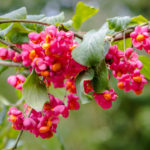 Euonymus: Planting and Care, Species and Varieties