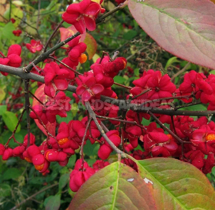 Euonymus: Planting and Care, Species and Varieties