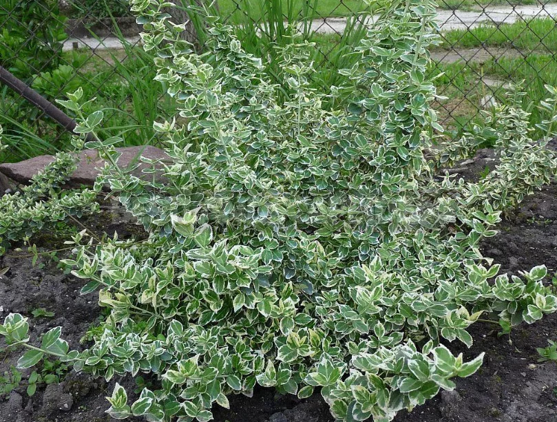 Euonymus: Planting and Care, Species and Varieties