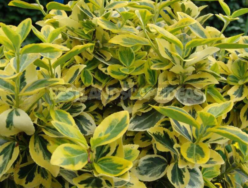 Euonymus: Planting and Care, Species and Varieties
