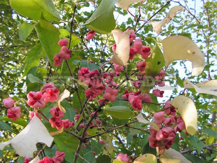 Euonymus: Planting and Care, Species and Varieties