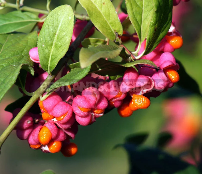 Euonymus: Planting and Care, Species and Varieties
