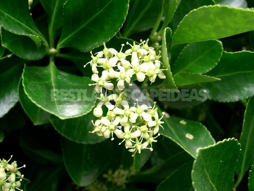 Euonymus: Planting and Care, Species and Varieties