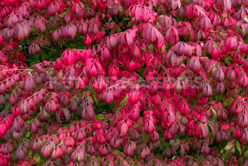 Euonymus: Planting and Care, Species and Varieties