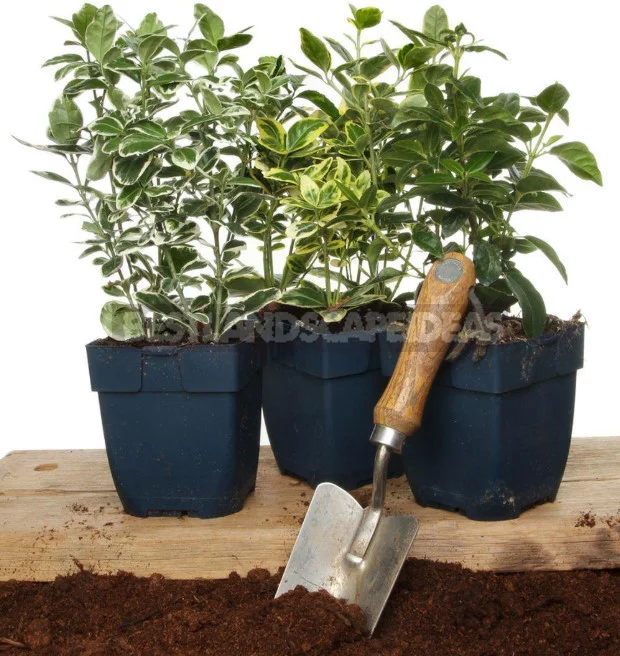 Euonymus: Planting and Care, Species and Varieties