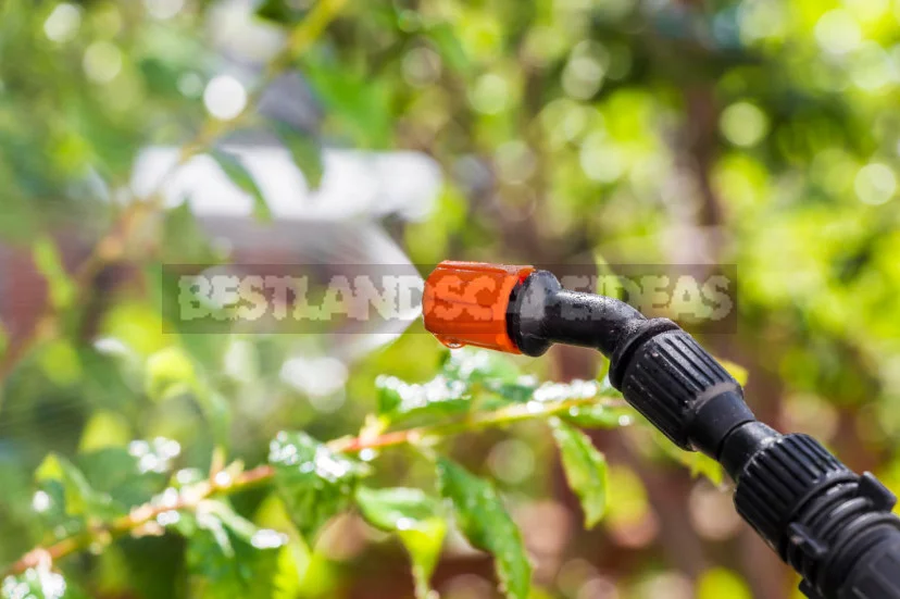 Euonymus: Planting and Care, Species and Varieties