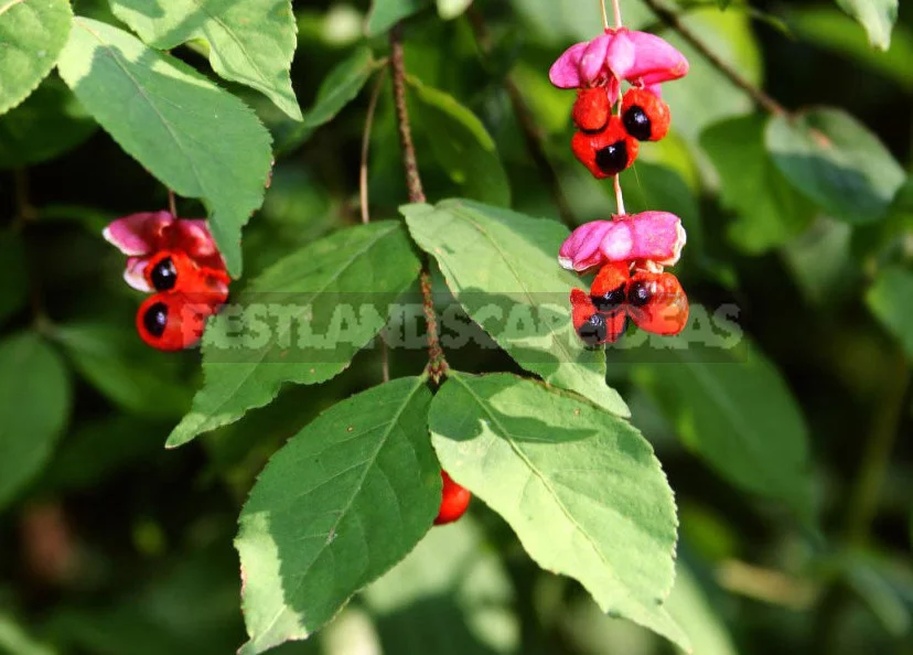 Euonymus: Planting and Care, Species and Varieties