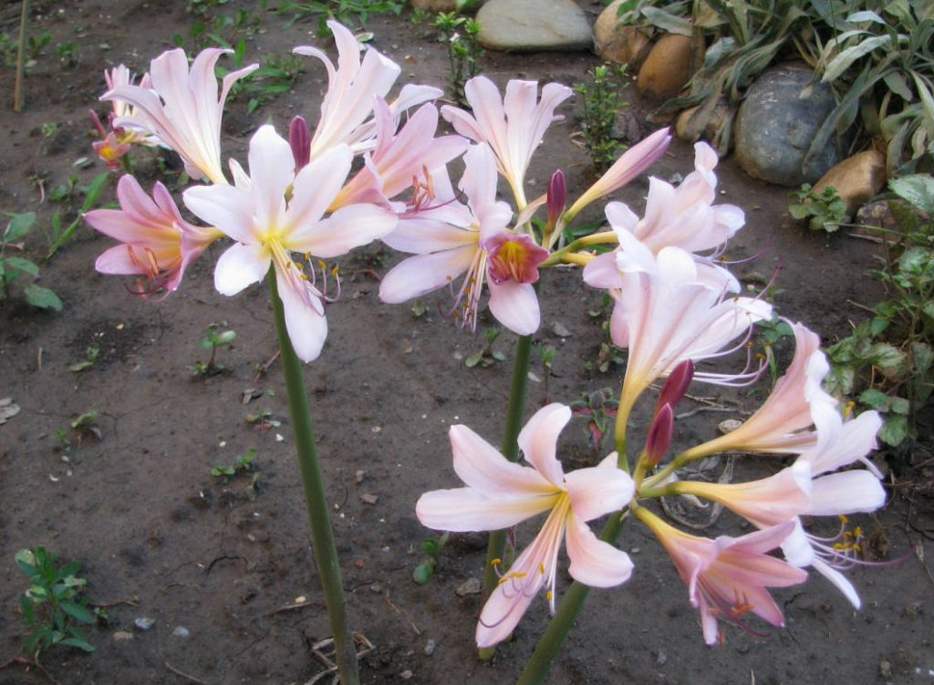 Delicate Fragrance of Amaryllis