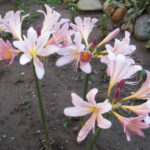 Delicate Fragrance of Amaryllis