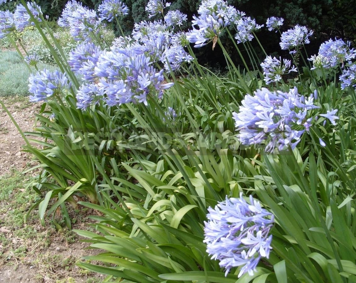 Agapanthus - Flower of Heavenly Purity