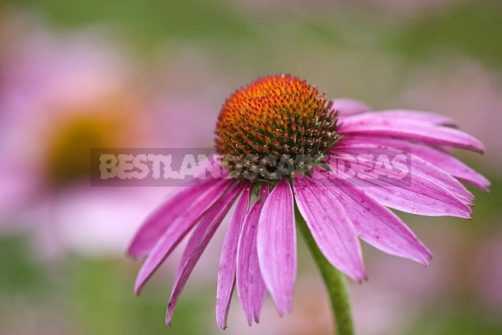 How To Plant And Care For Echinacea