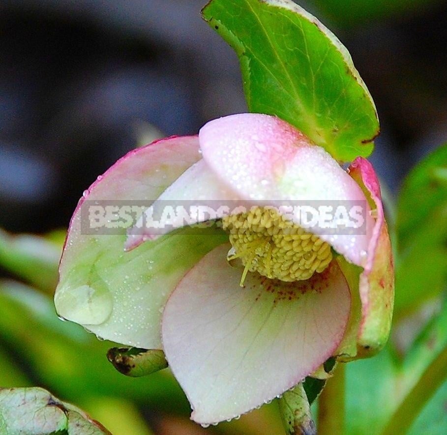 How To Plant And Care For Hellebore