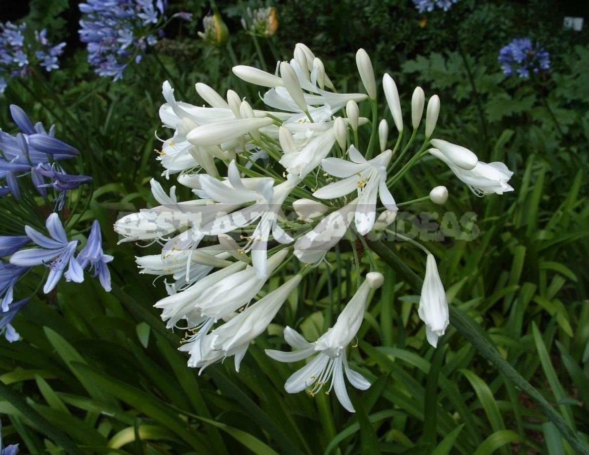 Agapanthus - Flower of Heavenly Purity