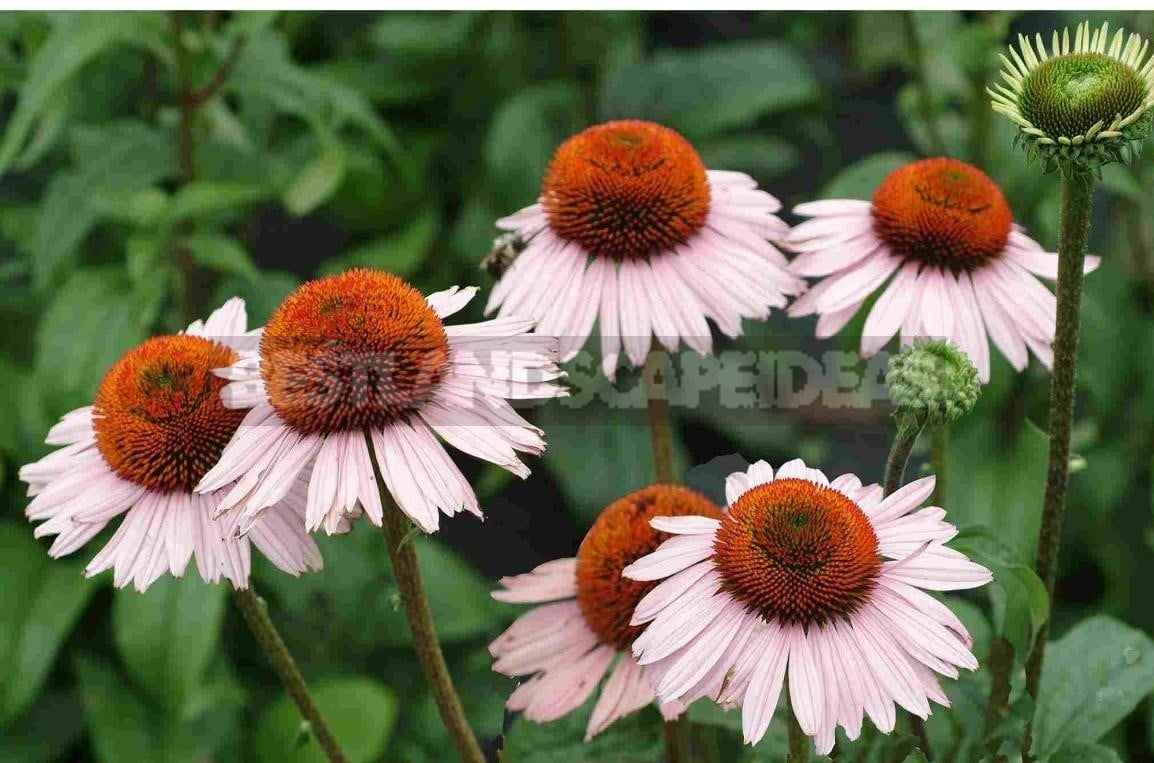 How To Plant And Care For Echinacea