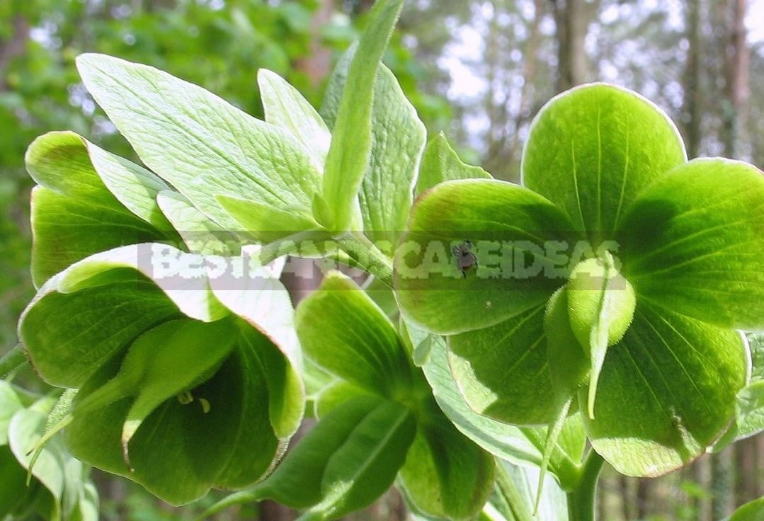 How To Plant And Care For Hellebore