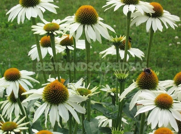 How To Plant And Care For Echinacea