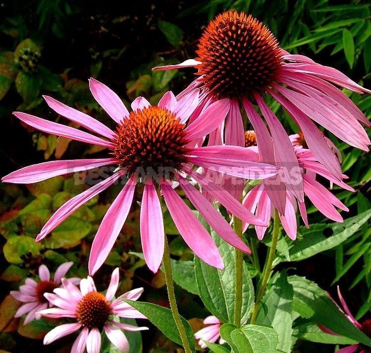 How To Plant And Care For Echinacea