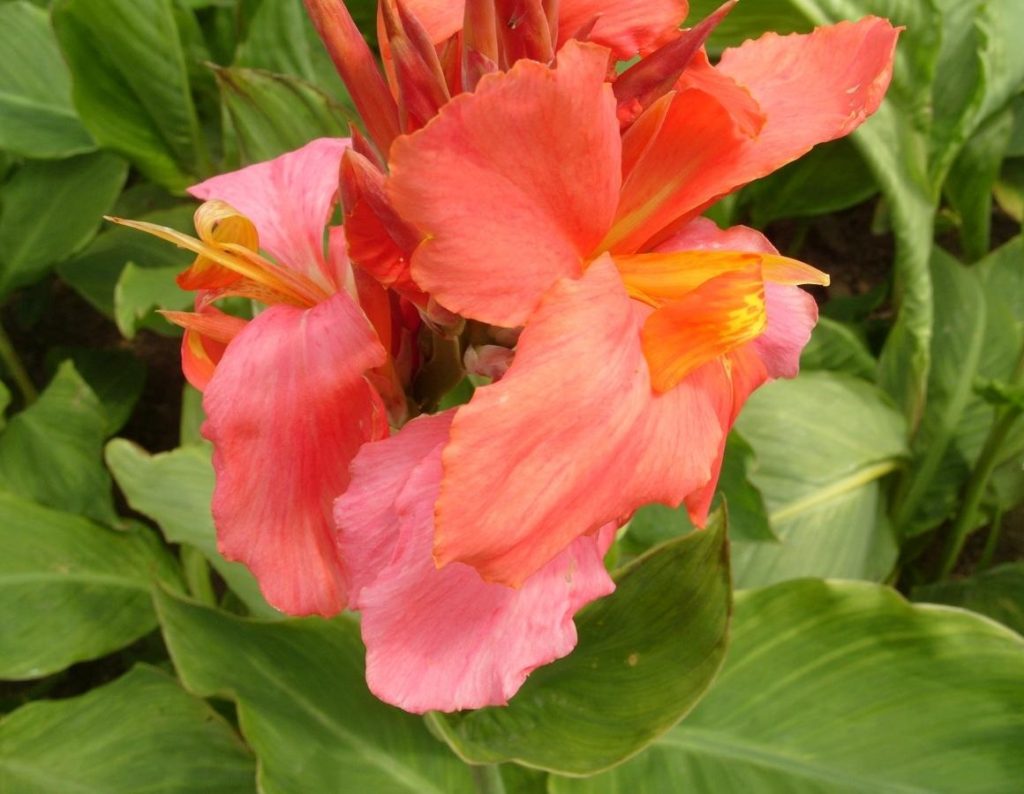 Varieties of Canna for Growing in Containers