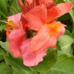 Varieties of Canna for Growing in Containers