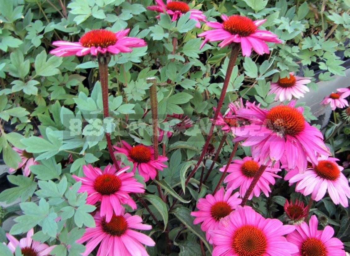 How To Plant And Care For Echinacea