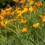 Annual Flowers Grown Without Seedlings: Names, Photos, Description