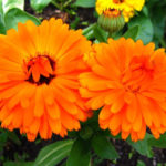 Annuals Plants – an Easy way to Decorate a Flower Garden