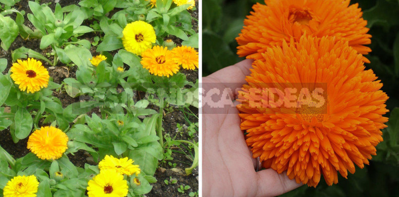 Annuals Plants - an Easy way to Decorate a Flower Garden