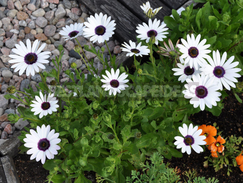 Annuals Plants - an Easy way to Decorate a Flower Garden