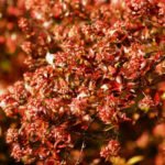 Autumn Garden Attire: Trees and Shrubs With Red Foliage