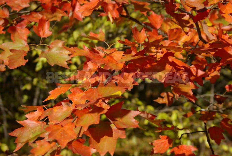 Autumn Garden Attire: Trees and Shrubs With Red Foliage