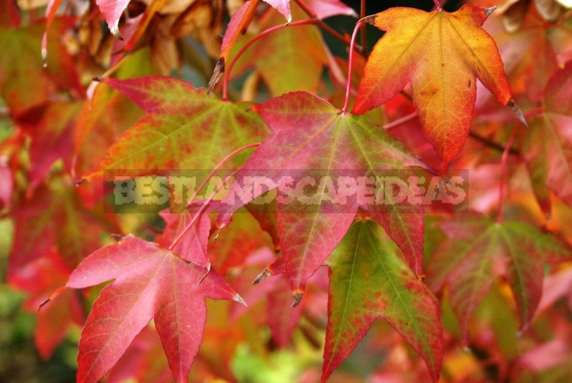 Autumn Garden Attire: Trees and Shrubs With Red Foliage
