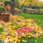 Autumn Lawn Care: What You Need to Do